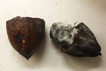Cacao pod affected by black pod rot